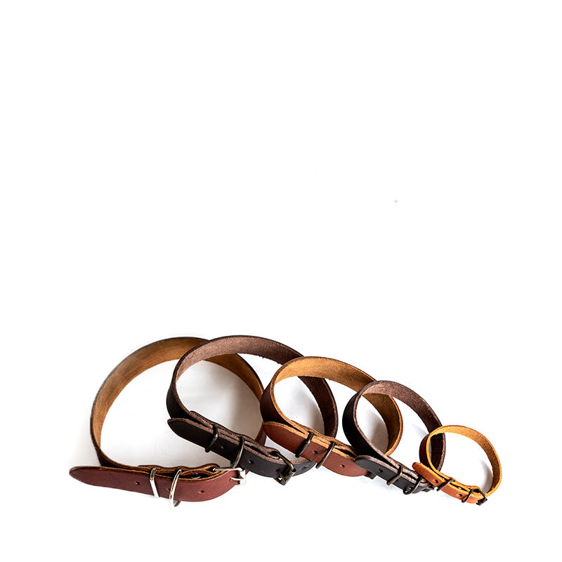 Dog Collars